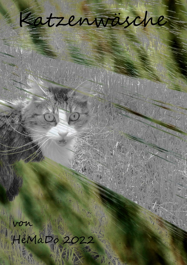 Neujahrscontest: Katzenwäsche, Katze