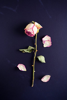 Die verwelkte Rose, 