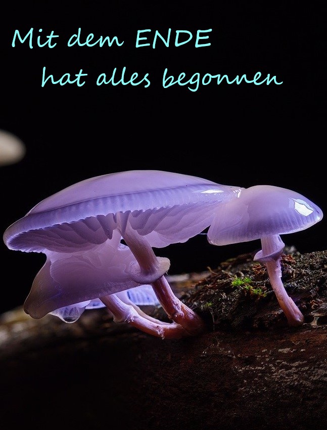 Mit dem ENDE hat alles begonnen (2.0), blaue Schmetterlinge und Pilze
